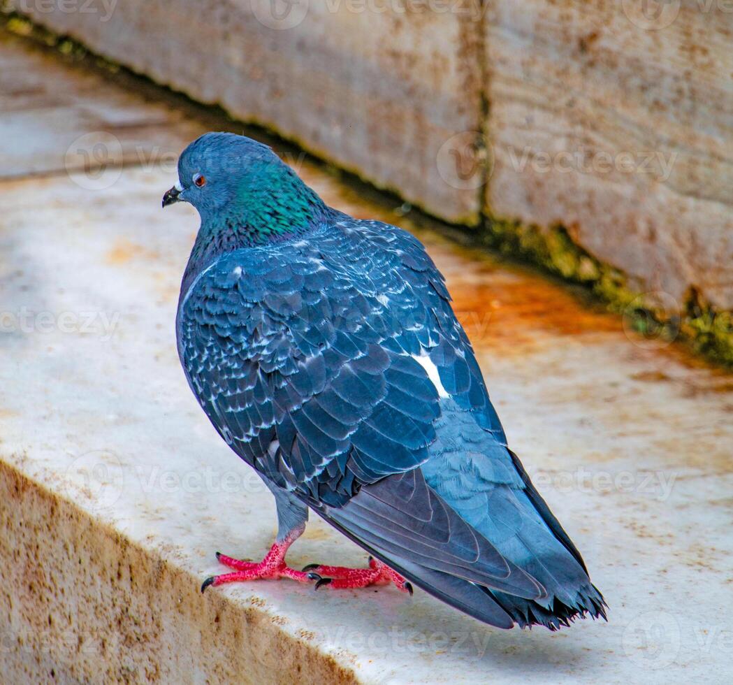 Vibrant Blue Pigeon A Close-Up View of City Wildlife photo