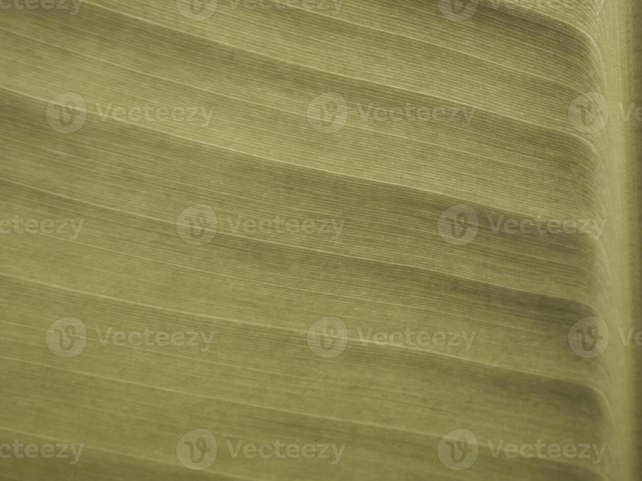Texture on surface of banana Leaf as background photo