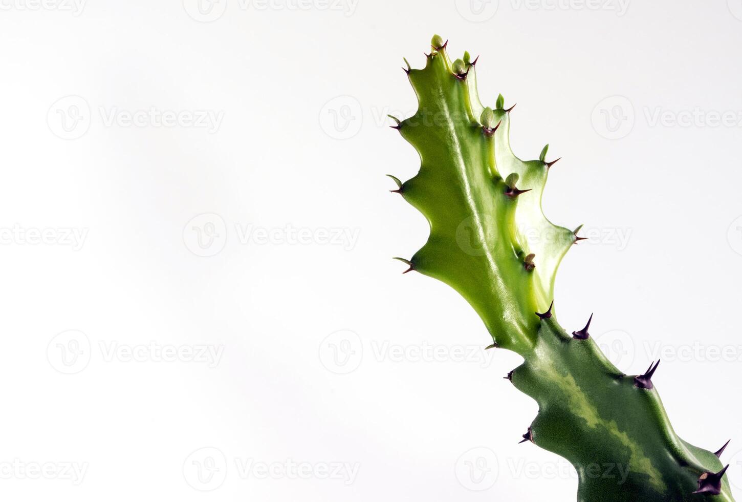 Fresh bud of dragon bone cactus on white background photo