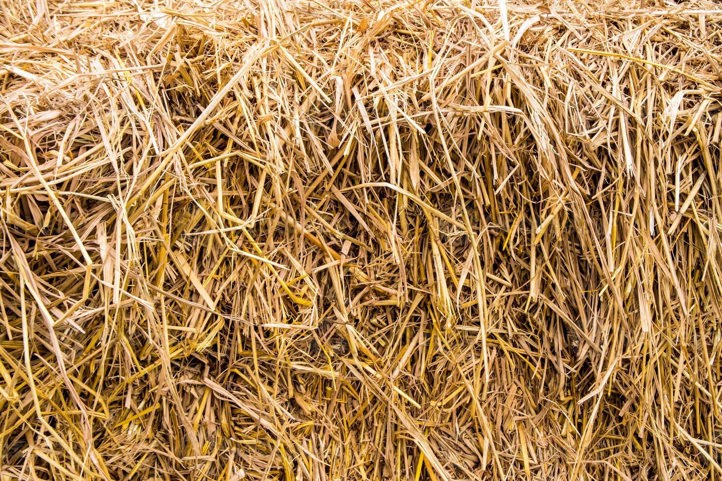 The texture of piled dried straw for animal feed photo