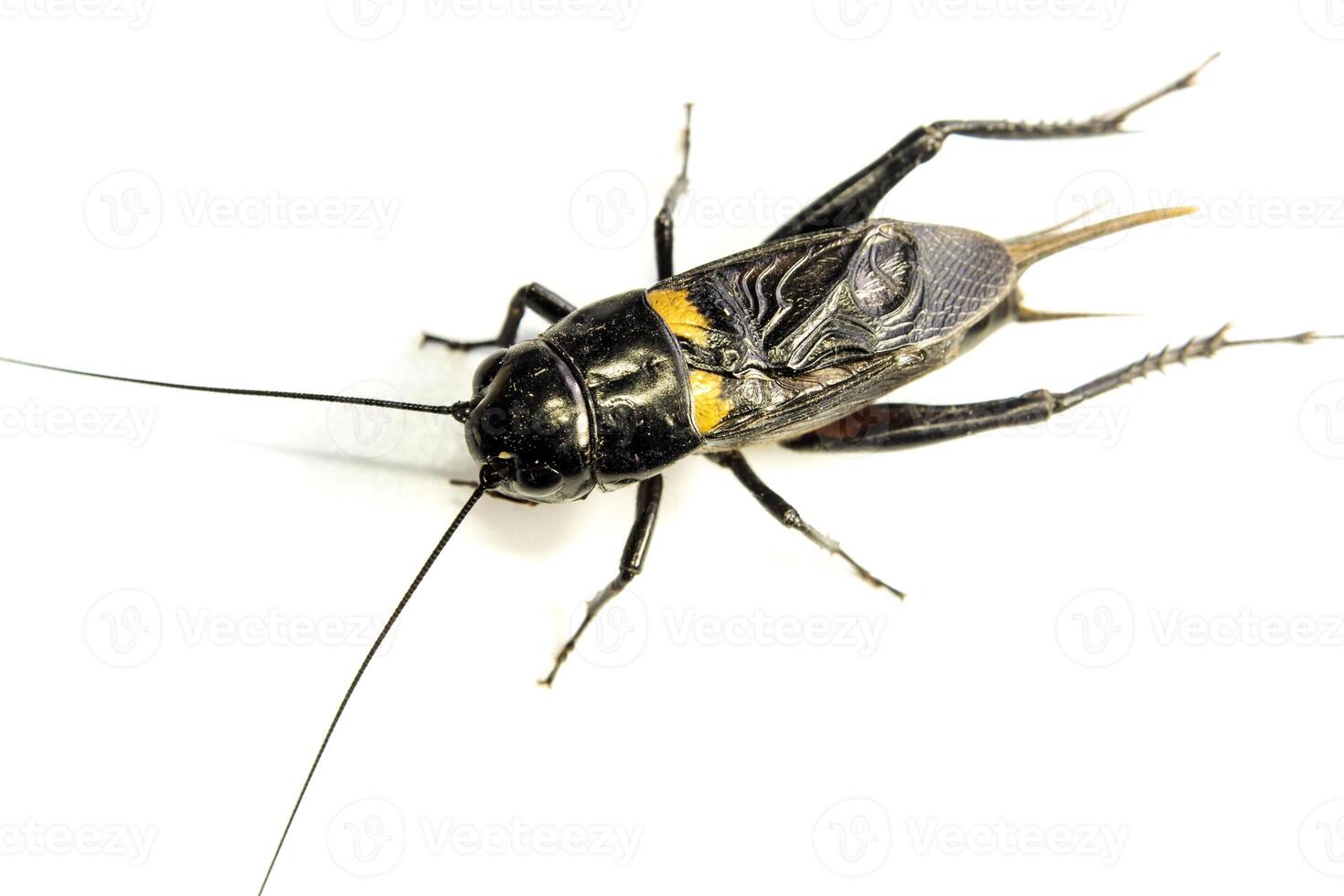 Common black cricket isolated insect on white background photo