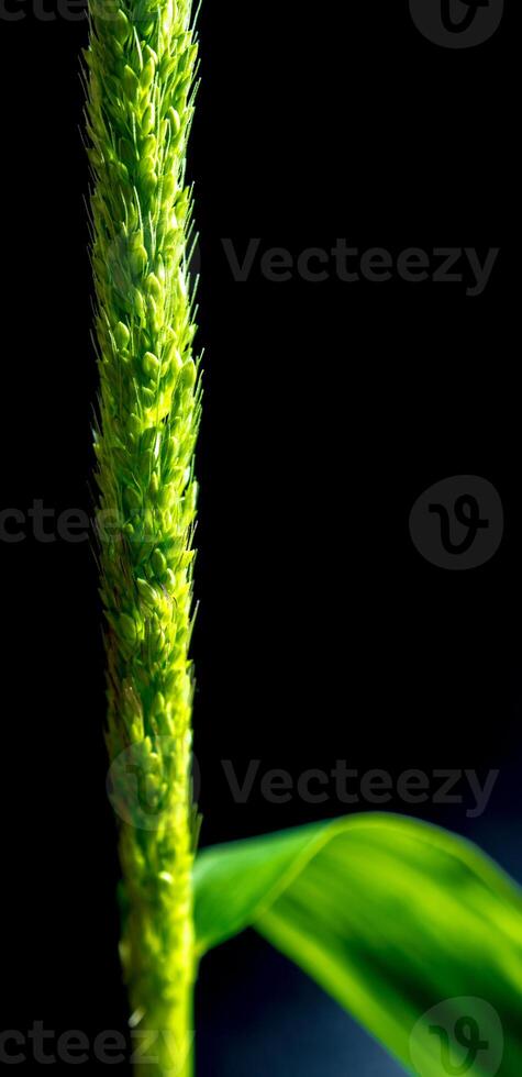 The fresh jungle rice weed on black backgroud photo