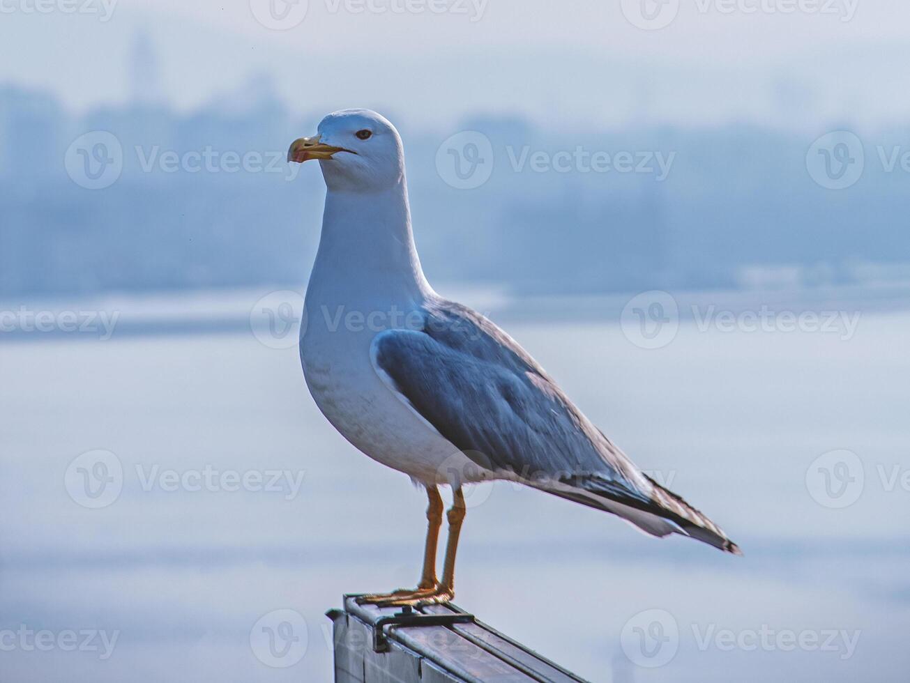 Majestic Seagull A Coastal Bird in Serenity - Stunning Avian Photography photo