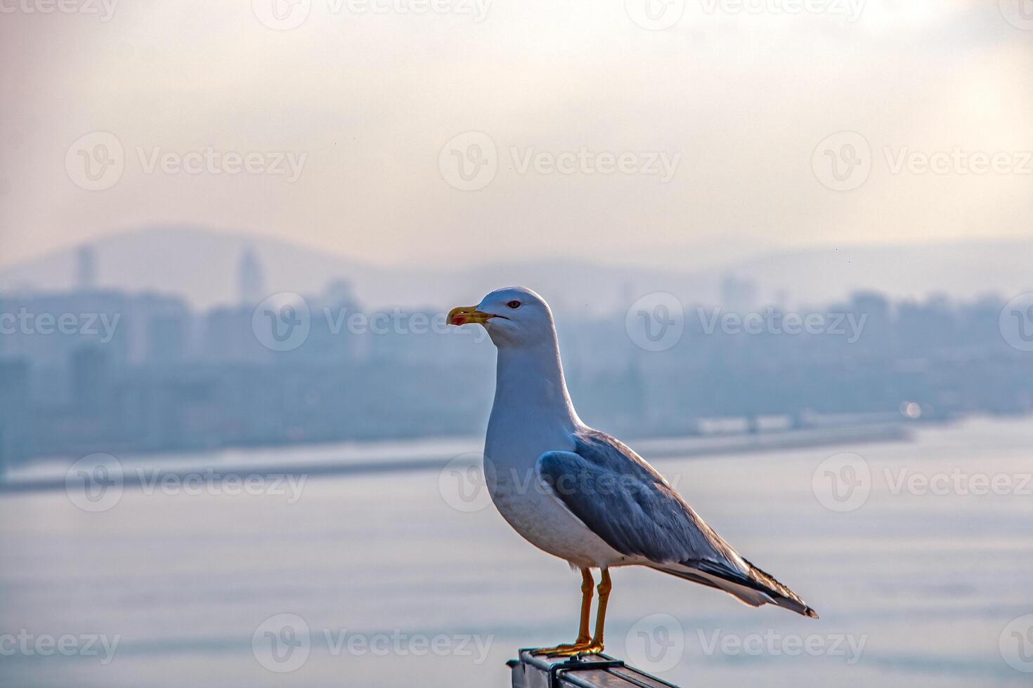 Seagull Cityscape A Majestic Bird Against Urban Skyline photo