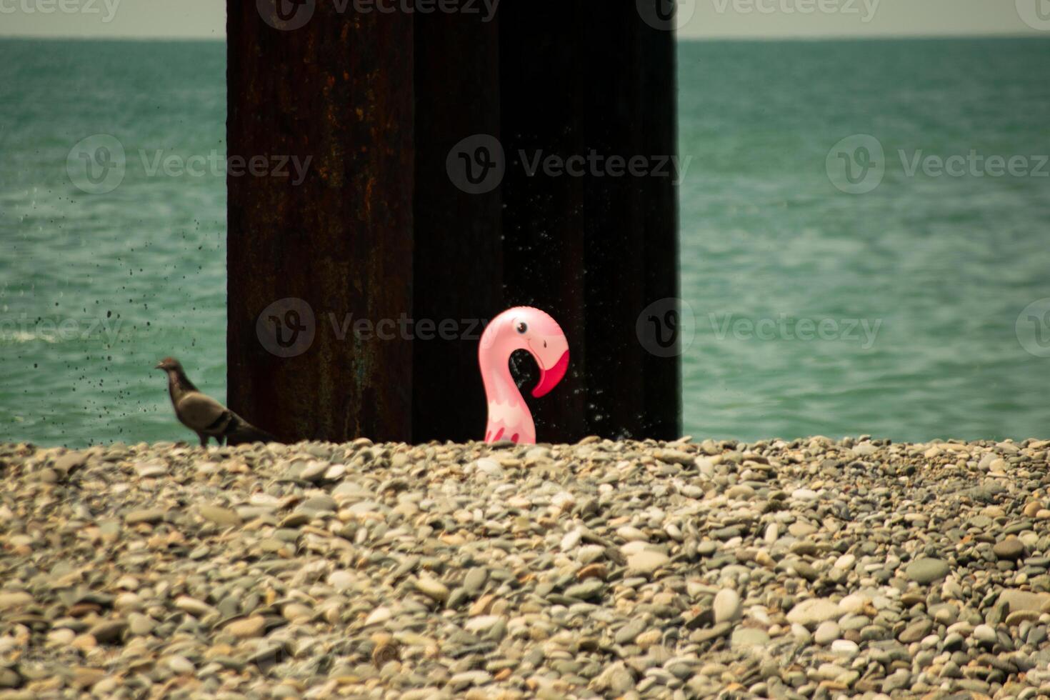 Pigeon on Pebbled Beach with Flamingo Float and Rusted Metal Structure photo