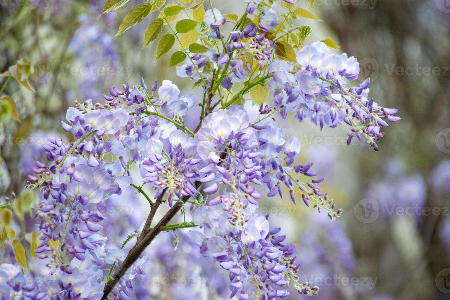 Cascading Wisteria Blooms in Vibrant Purple and White photo
