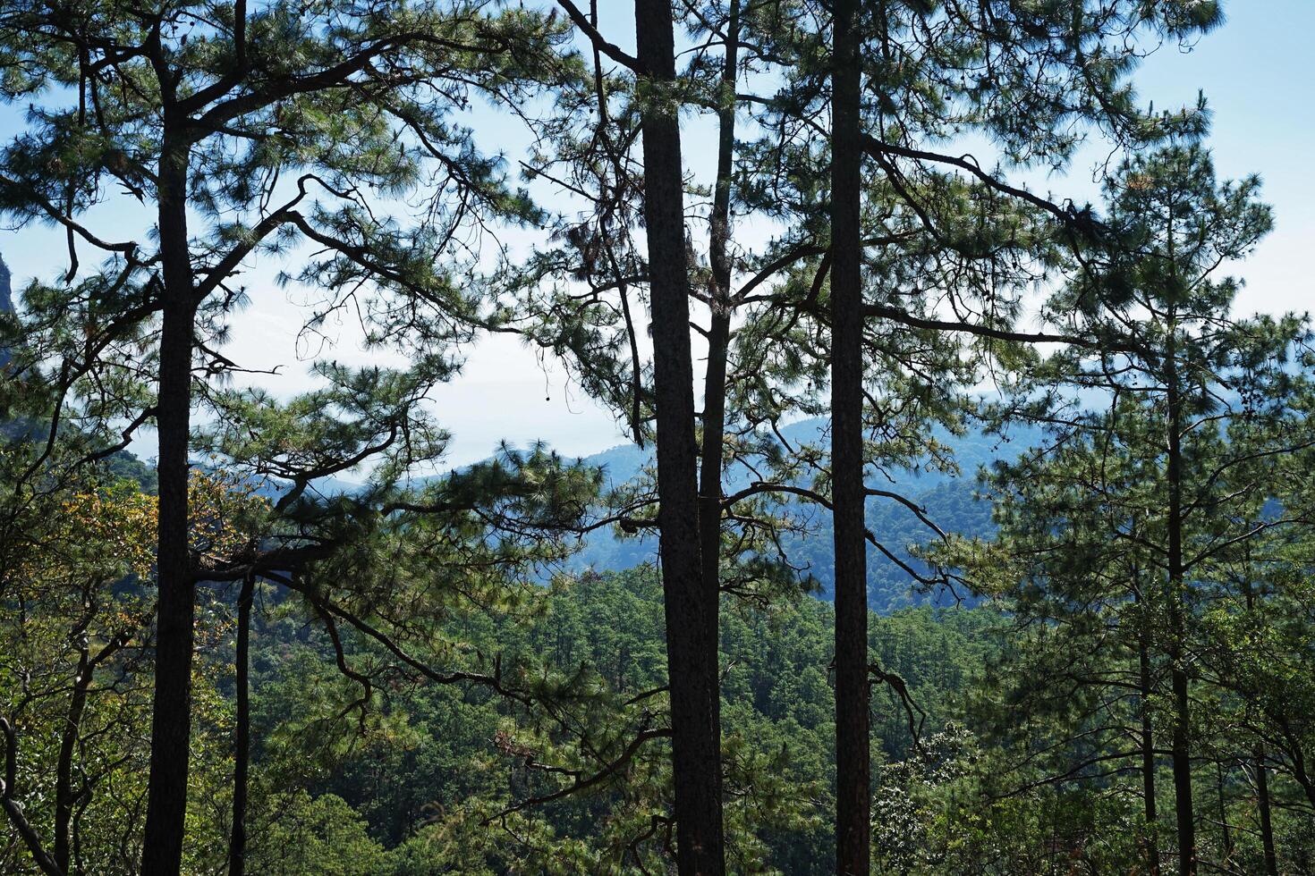 Pine landscape of rocky green mountain range view with cloudy blue sky photo