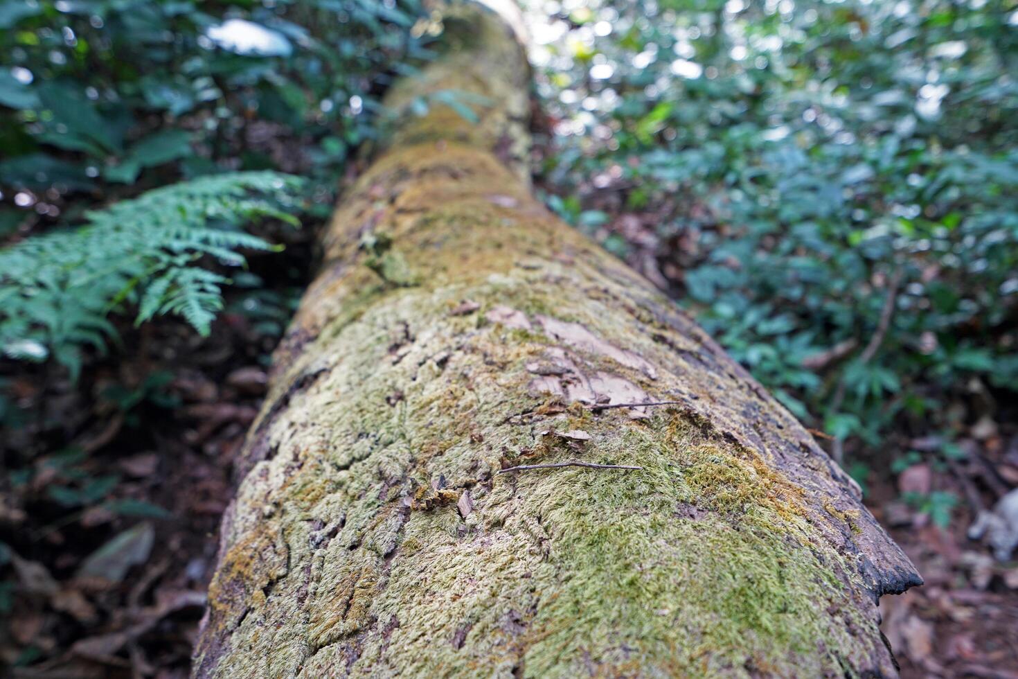 Close up green lichen covered on big tree log photo