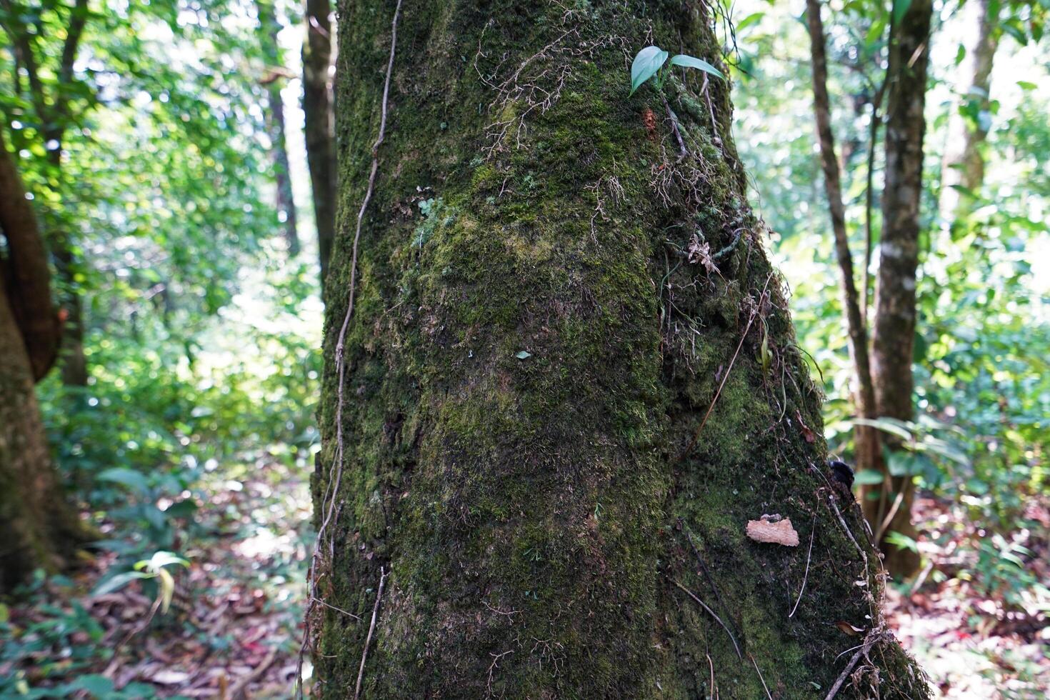 Close up green lichen covered on big tree photo