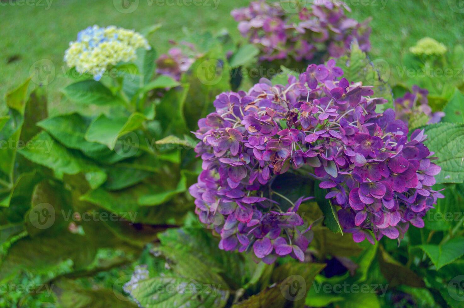 garden background, colorful flowers blooming in spring, beautiful photo