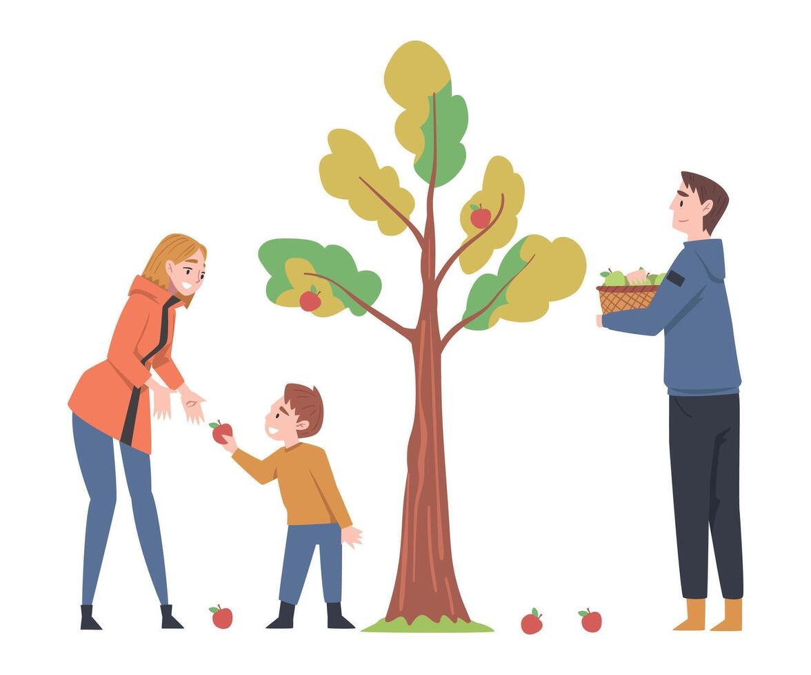 Young Man and Woman with Their Kid Picking Apples from Tree Illustration vector