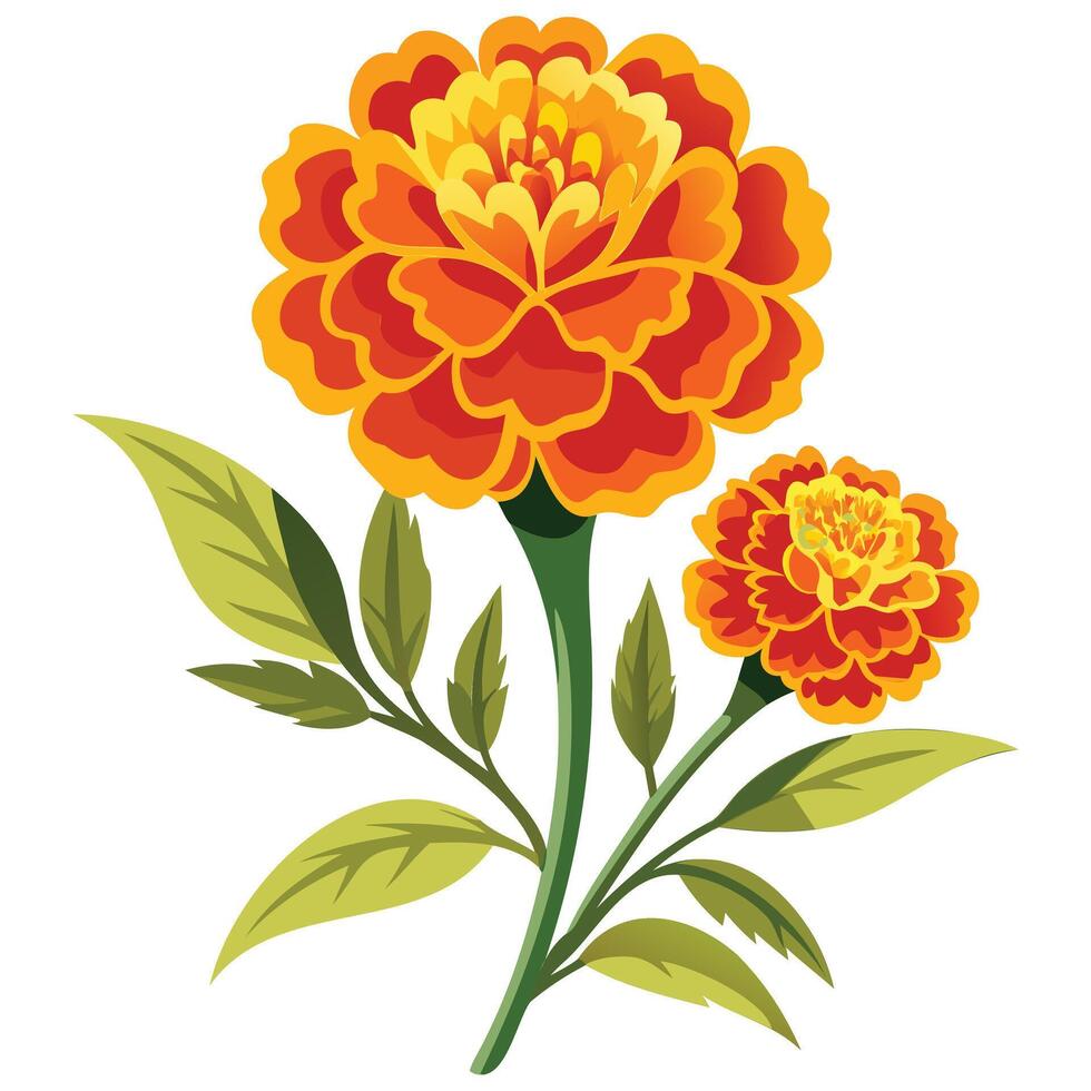 Sunny Marigold Floral Illustrations vector