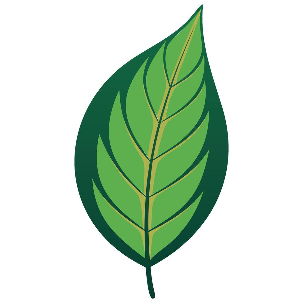 Stylized Green Leaf Images vector