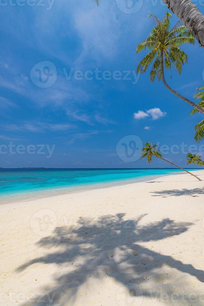 Picturesque palm trees and leaves under bright sunshine sky, romantic island beach landscape inspiring travel, relaxation, love, and tropical getaway vibes photo