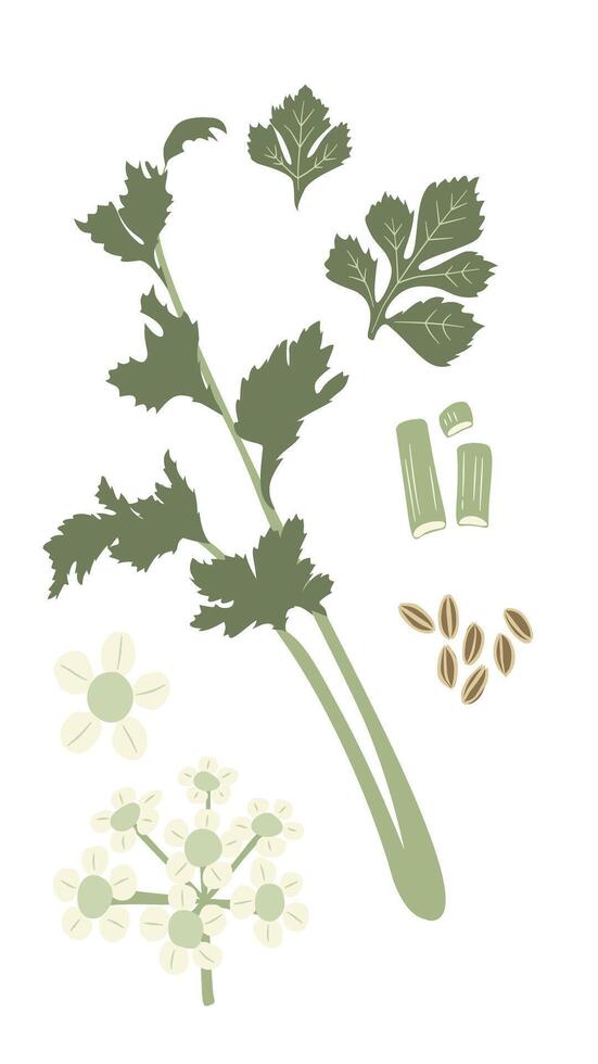 Stylized Botanical Art of Medicinal Herb Celery, Apium graveolens, Plant, Foliage, Flower, Fruit, Seed vector