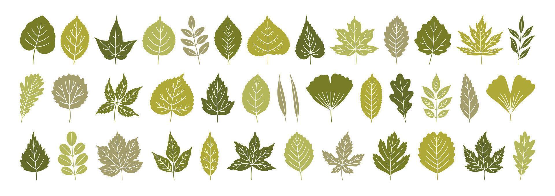 Big set of diverse spring leaves in green colors. Summer background, foliage of maple, birch, oak, poplar, acacia, ginkgo, and others isolated on white. Silhouette textured icons, illustration vector