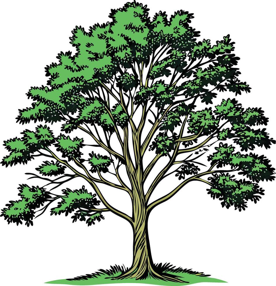 Ash Tree with Detailed Leaves and Tall Trunk in Natural Forest Setting Available on EPS File vector