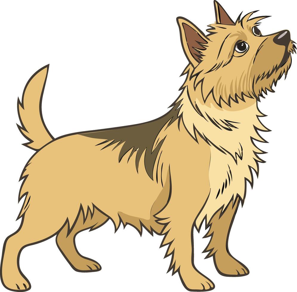 Australian Terrier Dog with Alert Expression Available on EPS File vector