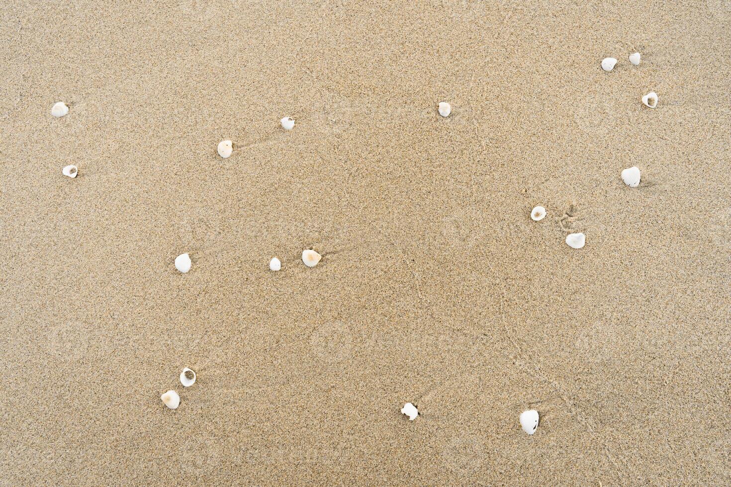Textured Background of Shells in Fine Sand photo