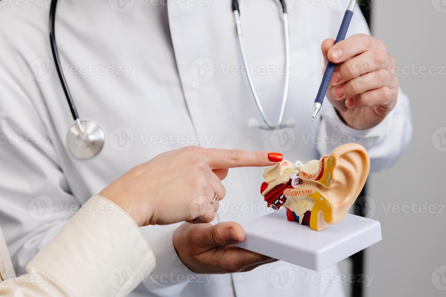 A young attractive otolaryngologist doctor shows a mock-up of an ear and tells a patient about the structure of the ear, close-up. photo