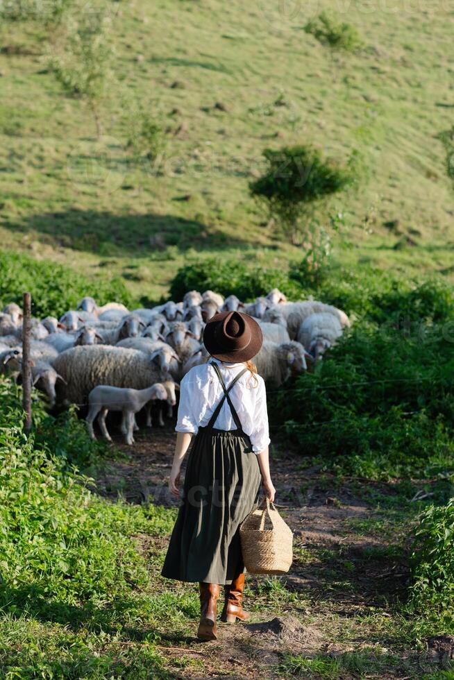 woman walking with sheep in pasture photo