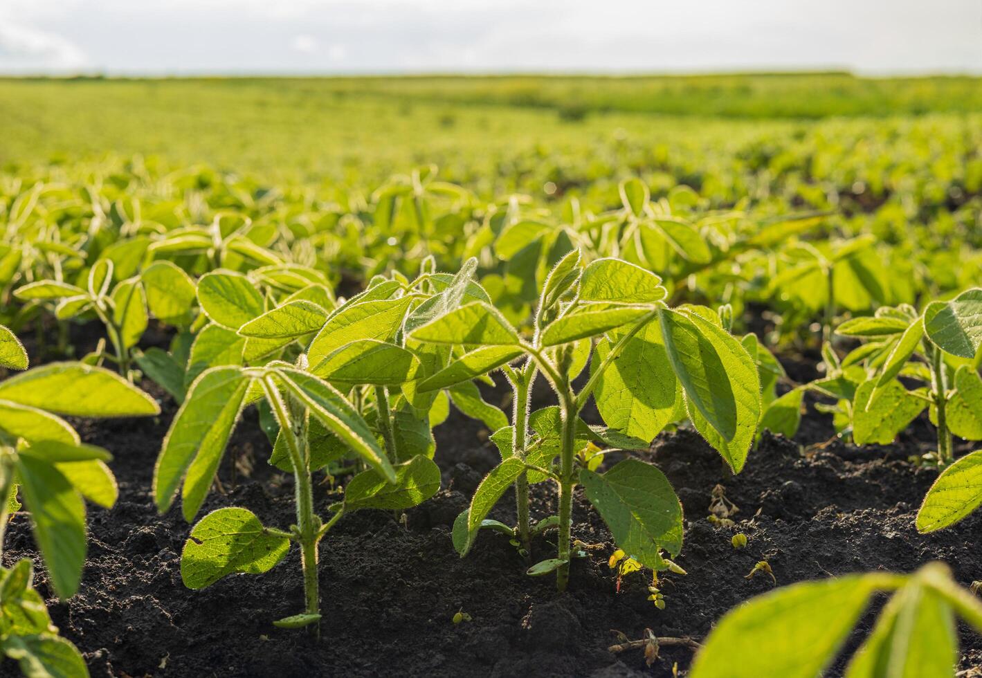 Vibrant soybean plants thrive in rich soil on a sunny day, showcasing their green foliage against a vast agricultural landscape photo