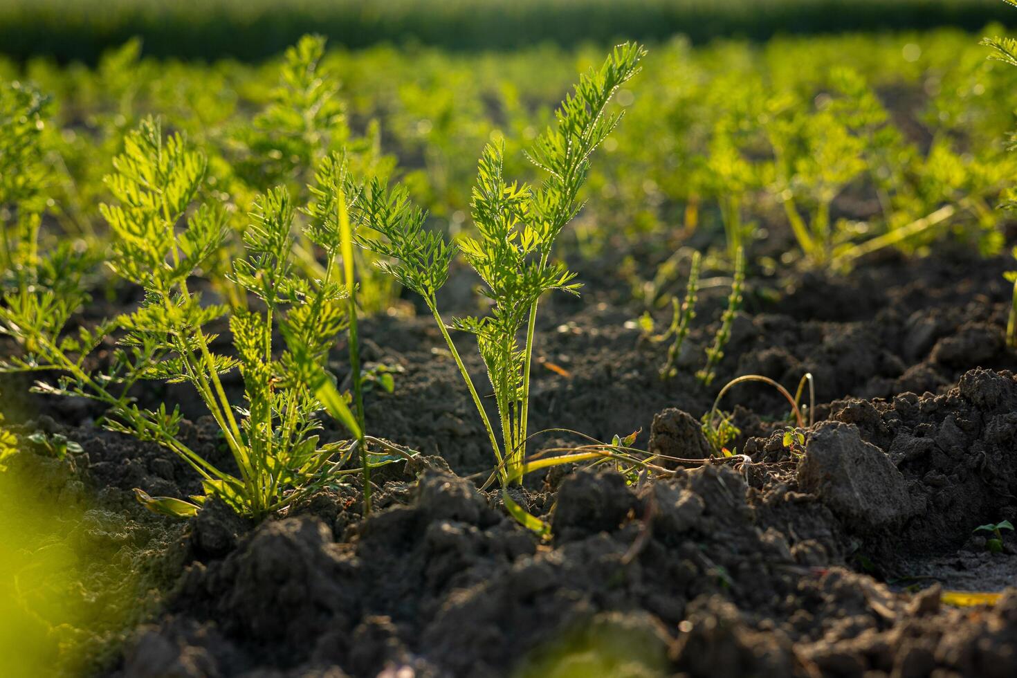 Carrots thrive in rich soil, stretching their green leaves upward in a well-maintained garden on a sunny day photo