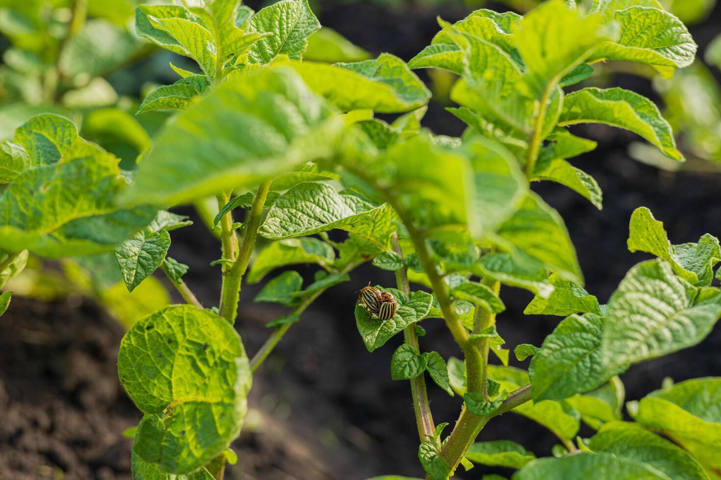 A striped beetle is seen on a potato plant, showcasing the pest's presence among the green leaves in a field photo