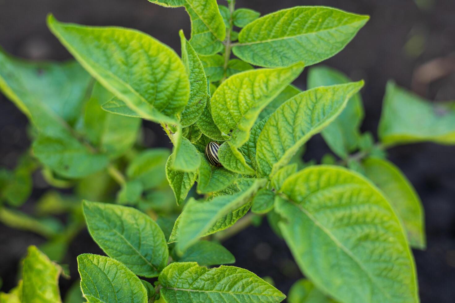 A striped beetle rests on healthy potato leaves, indicating potential pest activity in a garden setting under bright daylight photo