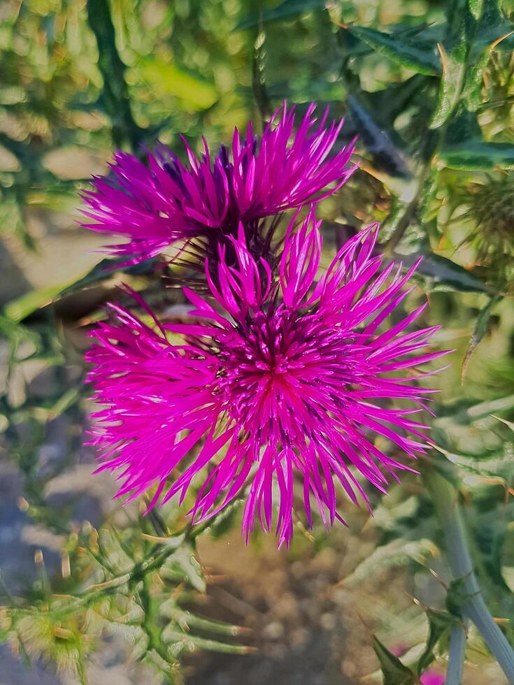 A stunning purple thistle wildflower in full bloom against blurred background with natural lighting. photo