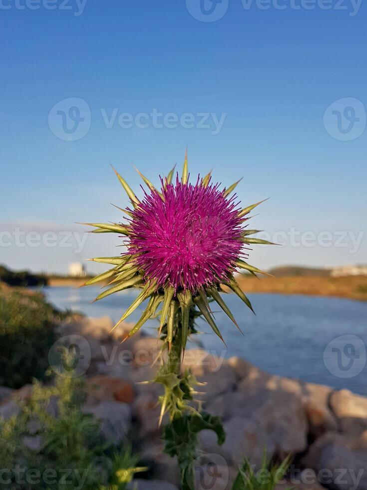 Wildflower in a Straight-On View with Delicate Petals, a Blurred Background, and Natural Lighting. Thistle flower in full bloom photo