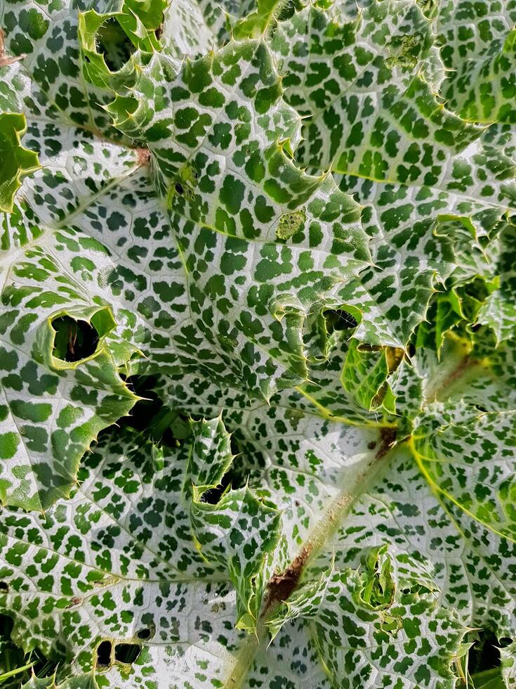 Thistle leaves arranged in a pattern under natural radiance capture the essence of nature raw beauty in every detail. photo