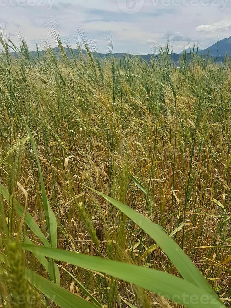 A wheat field caught in transition-half of the crop have ripened, while the remaining half retains its lush, raw green vitality-stretches toward a mountain in the distance. photo