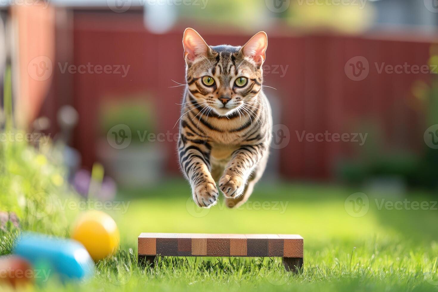 A cat jumping over a wooden box in the yard photo