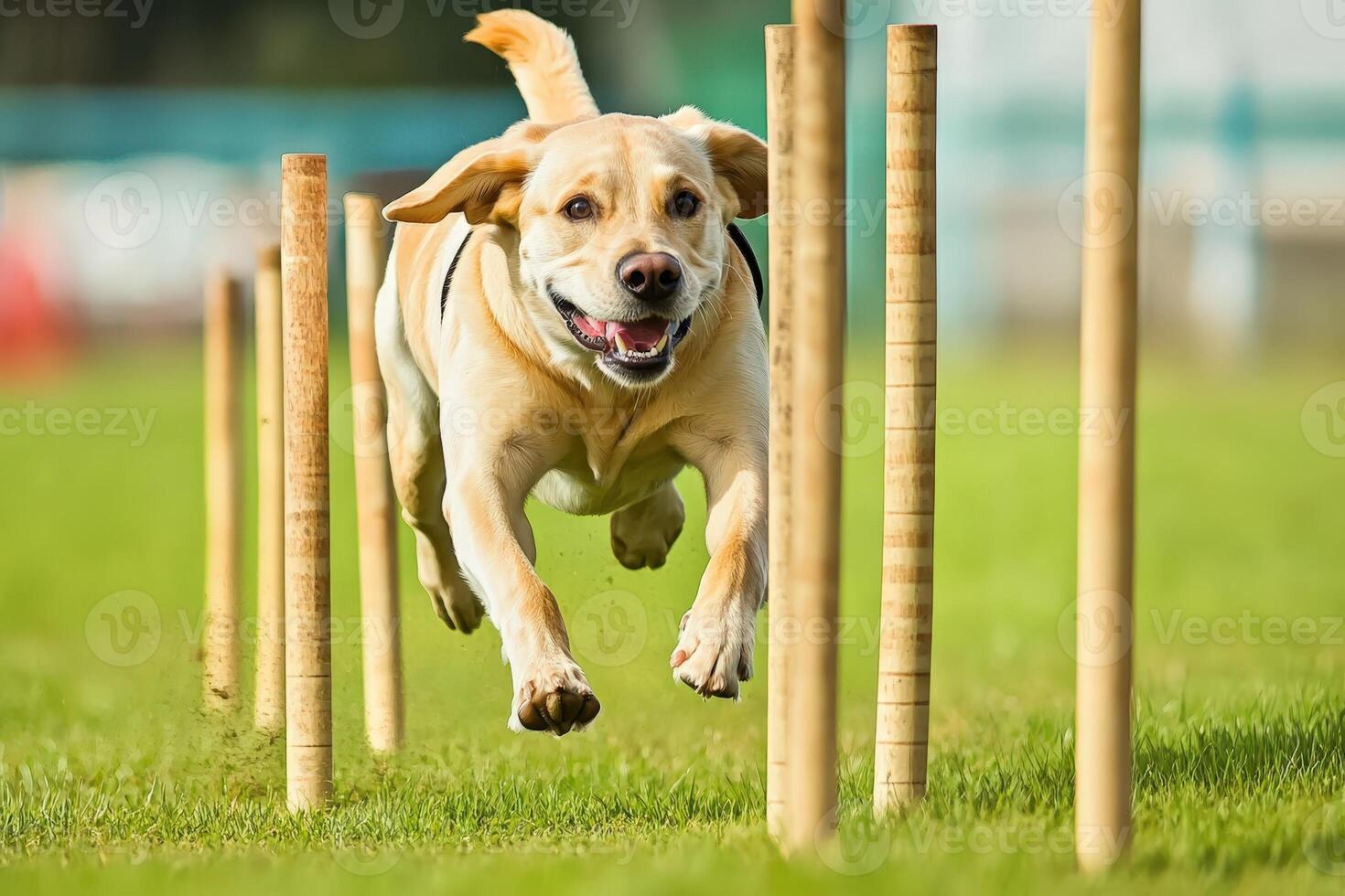 A dog is jumping over a set of poles photo