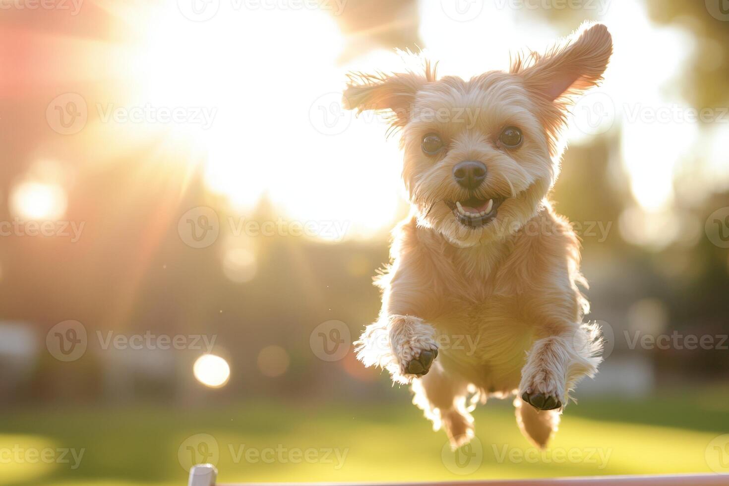 A dog jumping over a hurdle in the sun photo