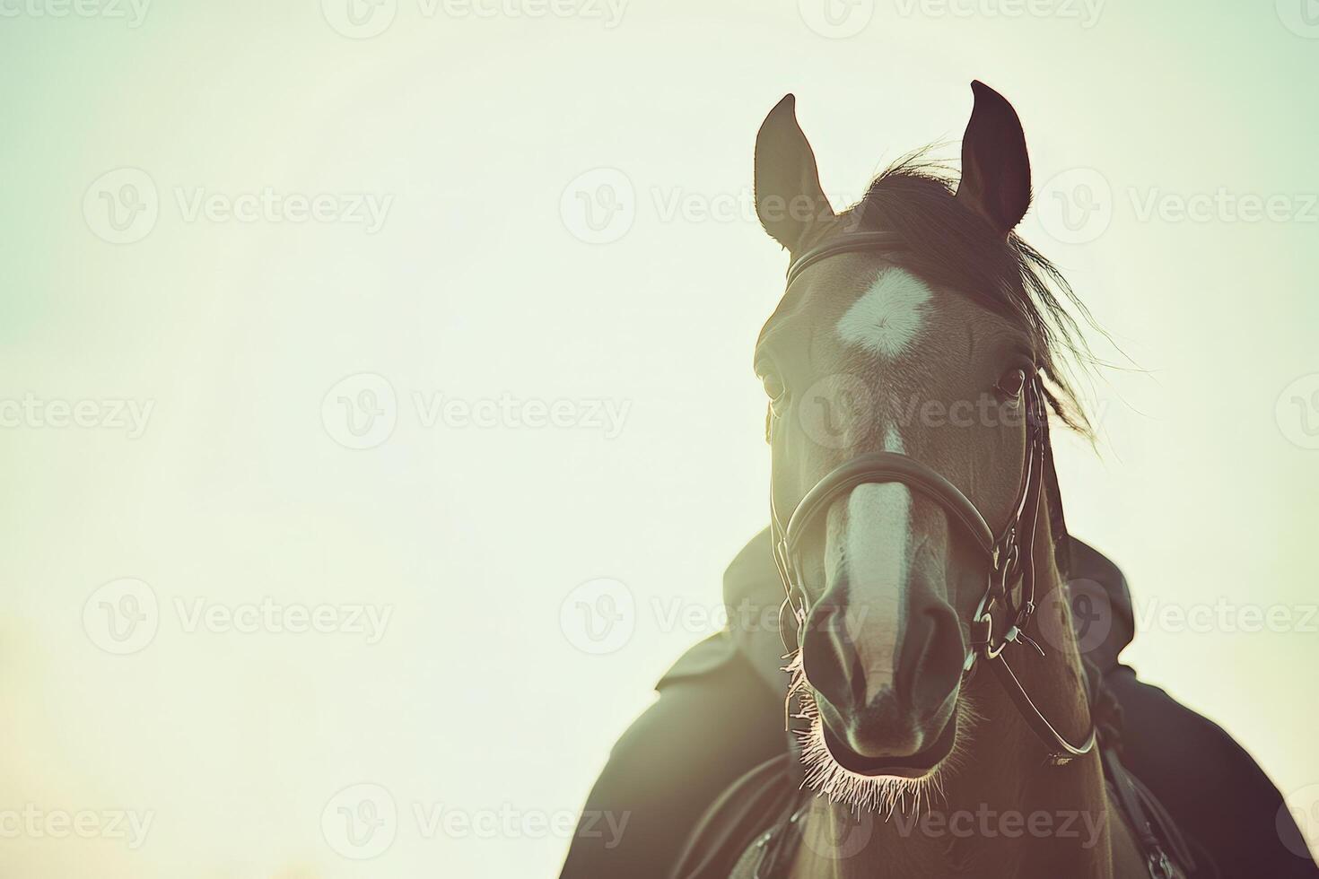 A black horse with a bridle on its head. photo