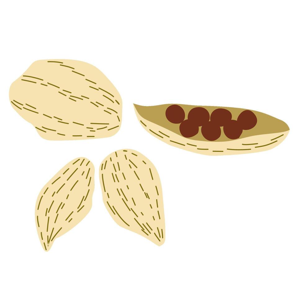 Cardamom Pods Whole Spice Illustration vector