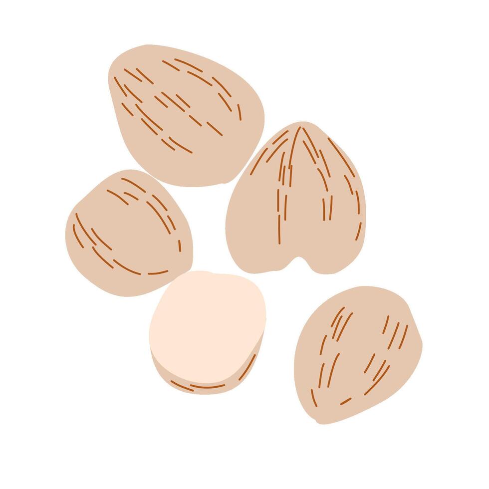 Nutmeg Whole and Shelled Illustration Tropical Spice vector
