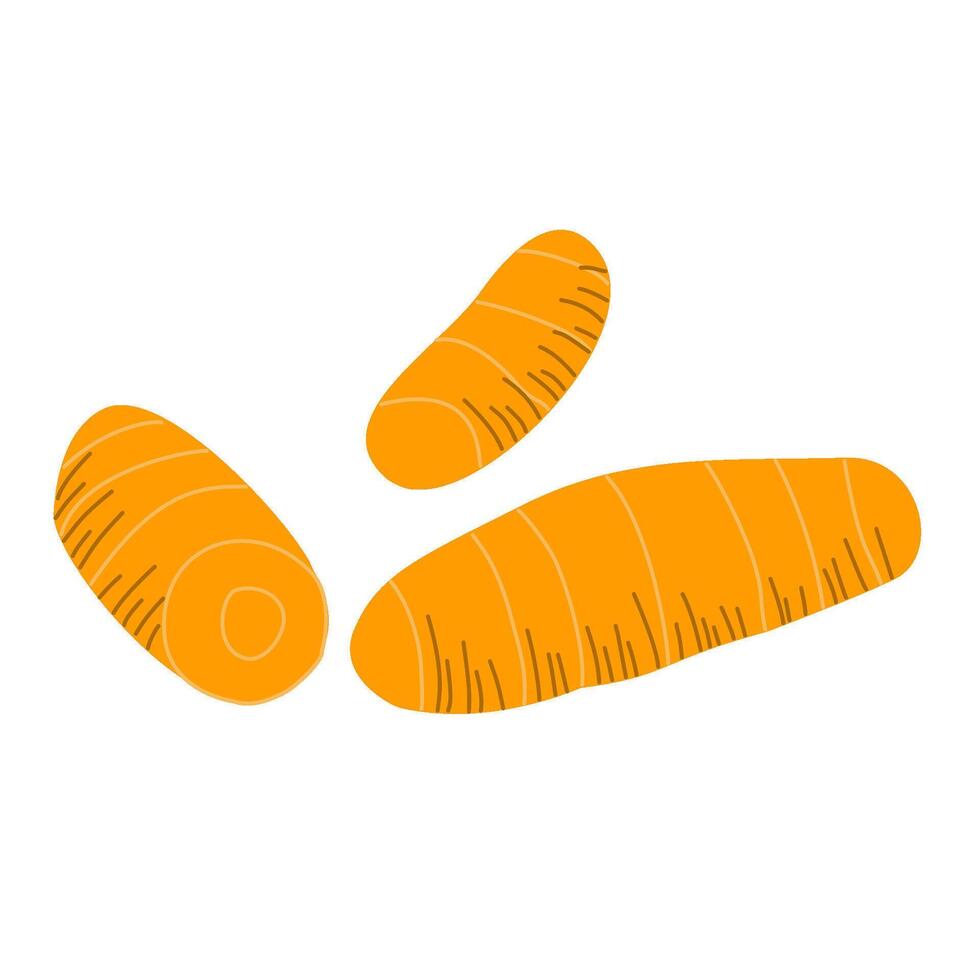 Turmeric Root Yellow Spice Illustration vector