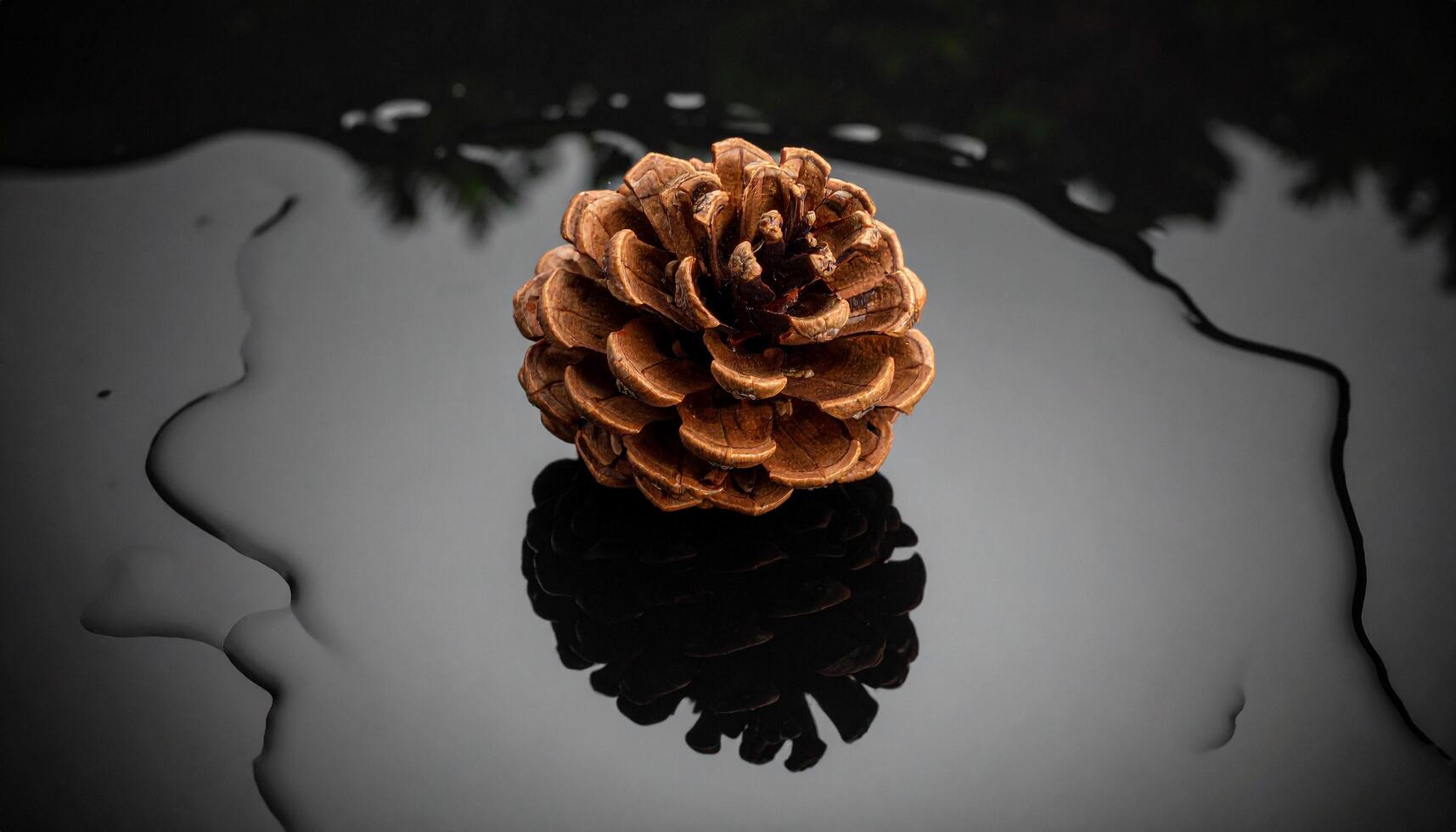 Pinecone On Glossy Liquid Surface photo
