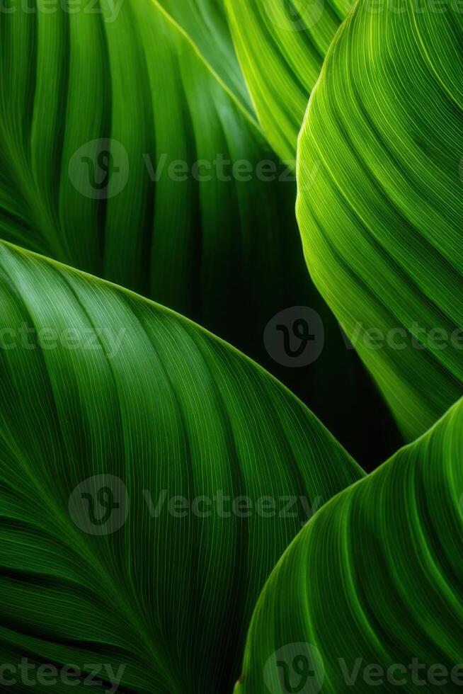 Lush tropical foliage, vibrant green leaves cascading in a mesmerizing display of natural beauty. photo