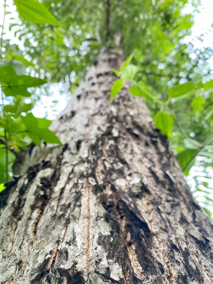 Looking up at a tall tree trunk with textured bark and green leaves reaching for the sky photo