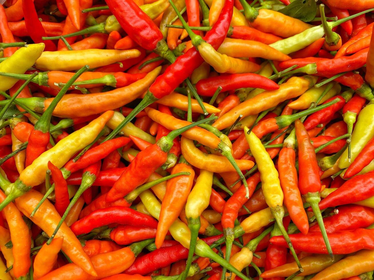 A large pile of red, yellow and orange hot peppers photo