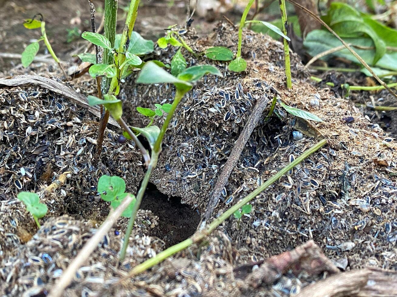 A small hole in the ground with plants growing out of it photo