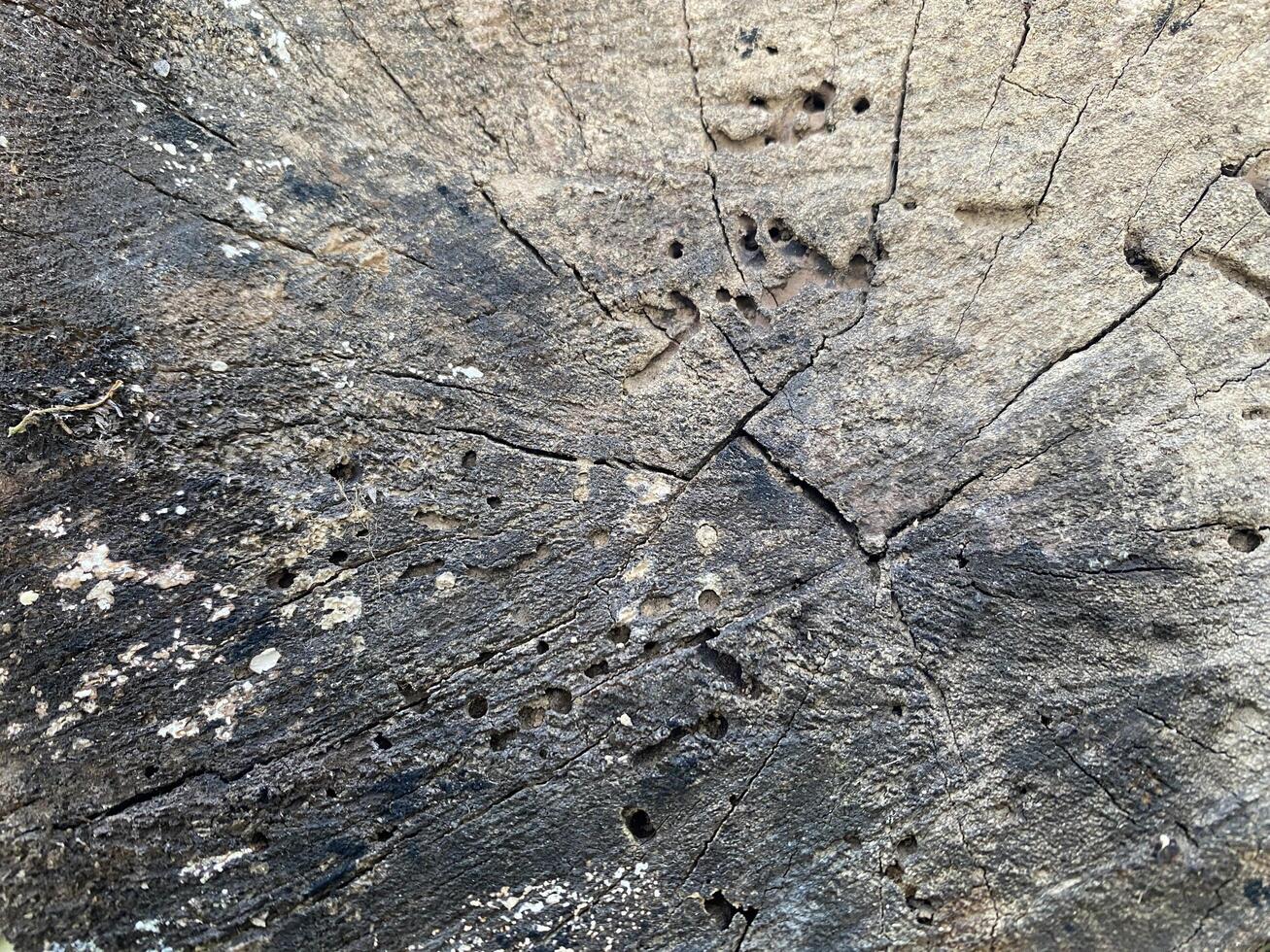 Aged tree stump displays weathered texture with cracks and boreholes revealing nature's story. photo