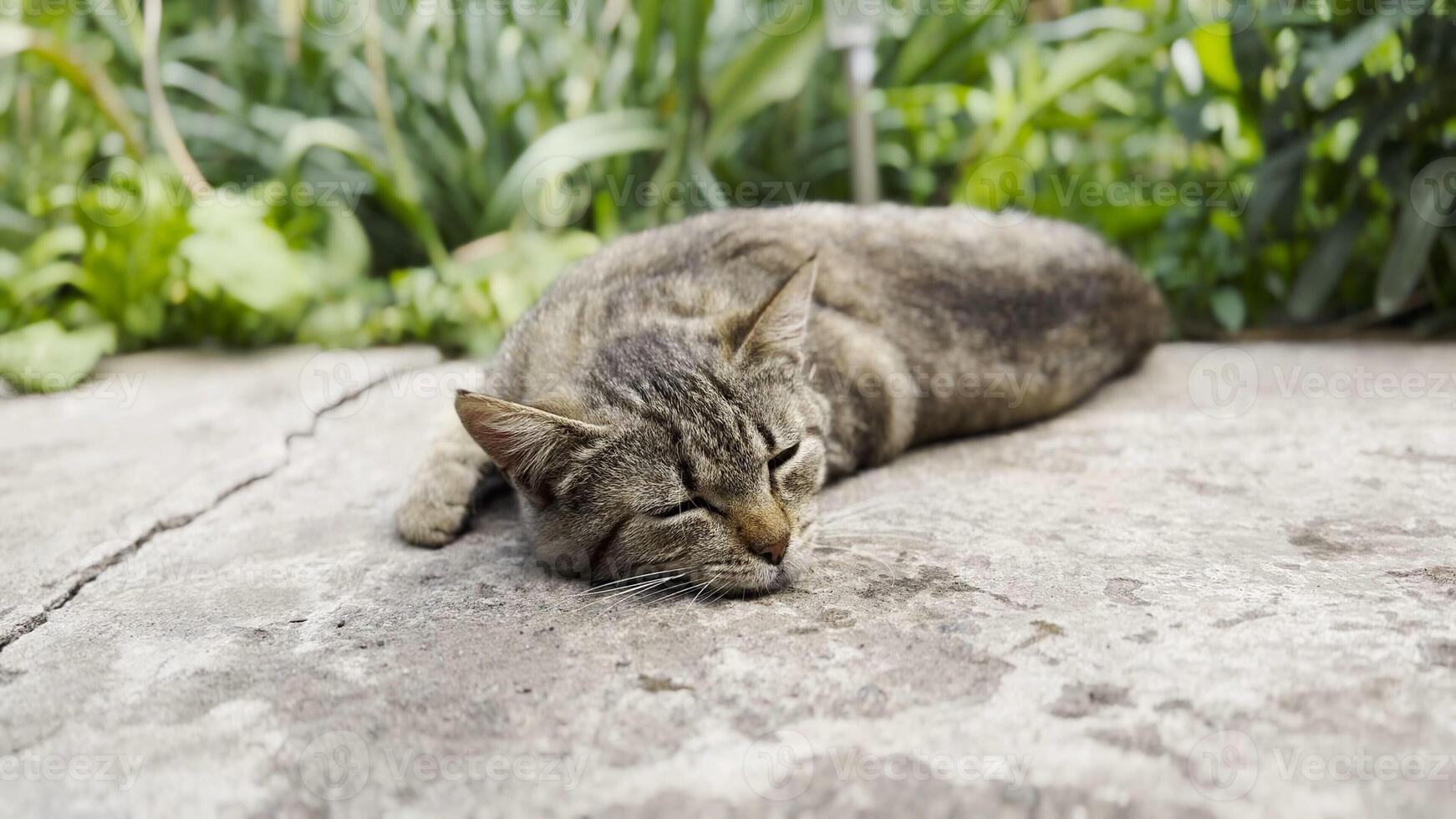Cute funny kitten scratchin his body on the concrete. Gray striped cat lying at yard. Beautiful domestic cat resting outdoor. Concept of adorable domestic animal. Close up photo