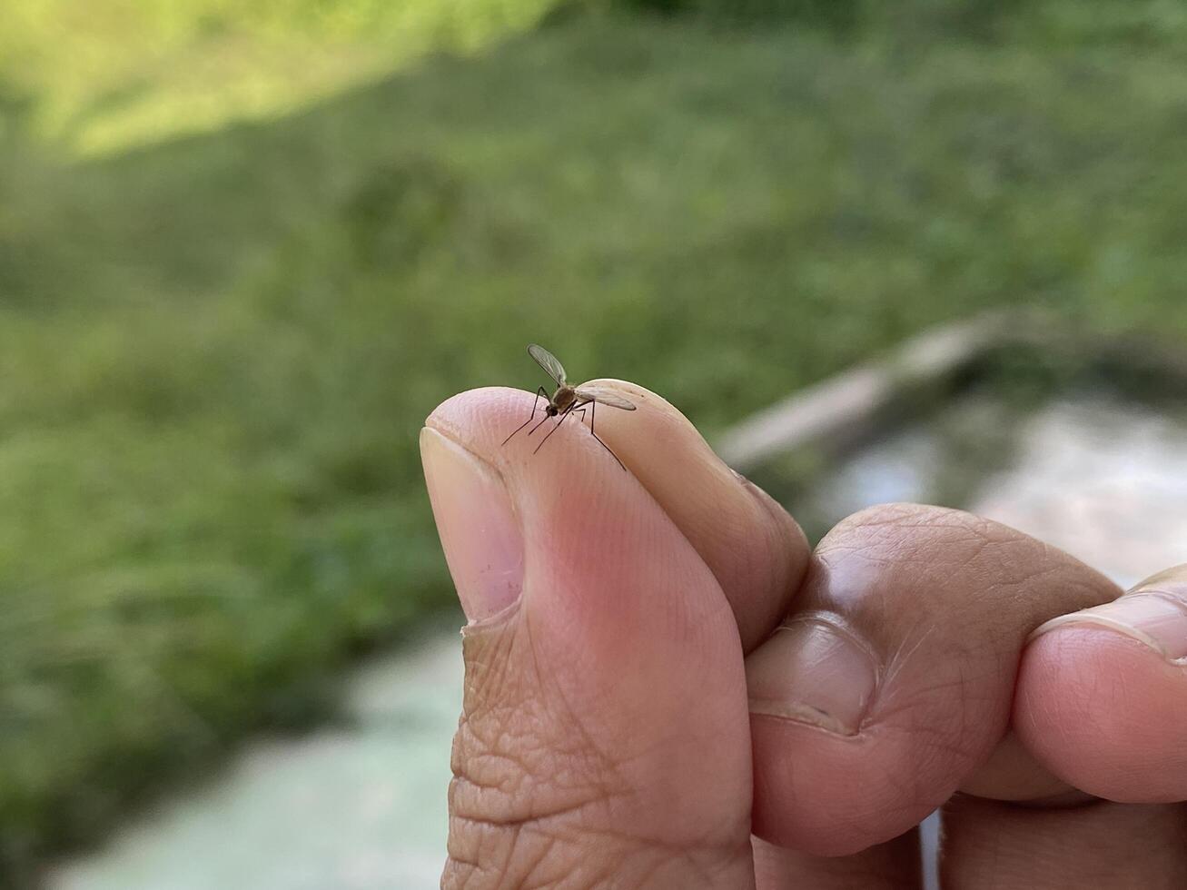 A small insect is being held by a person's finger photo