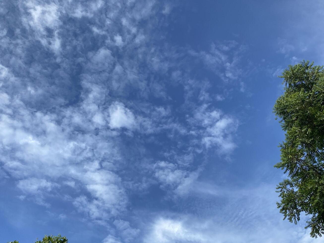 Wispy clouds drift across a vibrant blue sky framing the lush green foliage of a tree. photo
