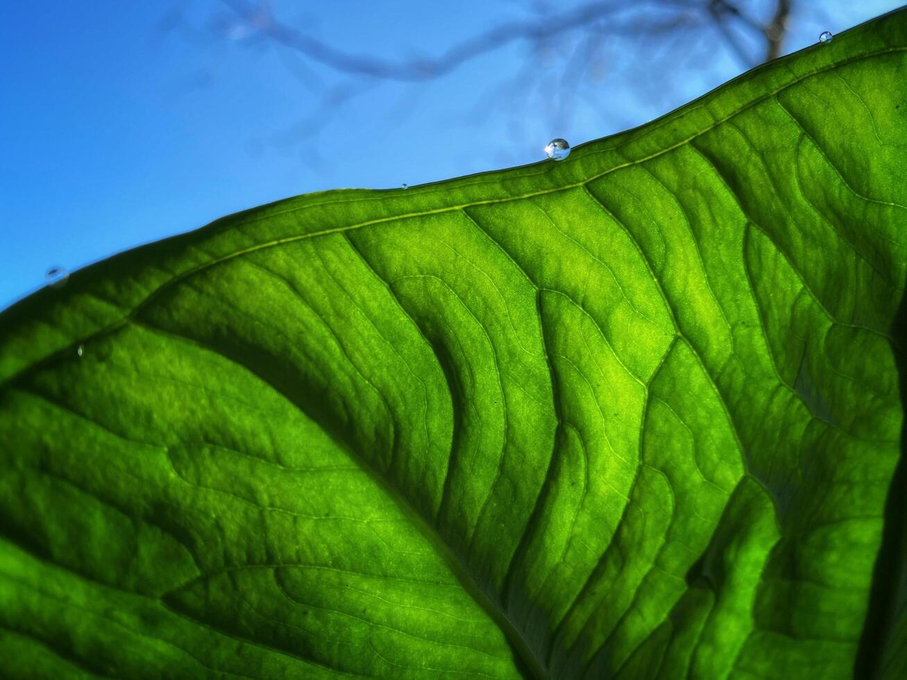 A close up of a large green leaf photo